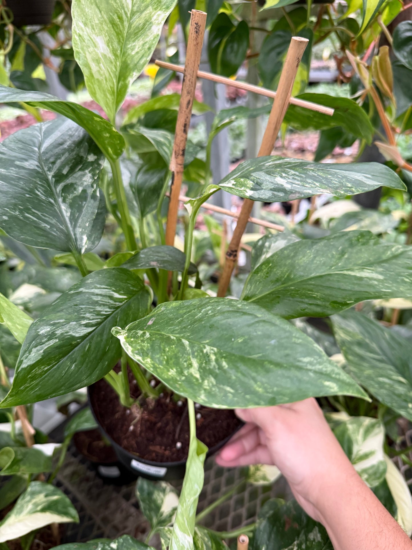 Monstera lechleriana Variegata