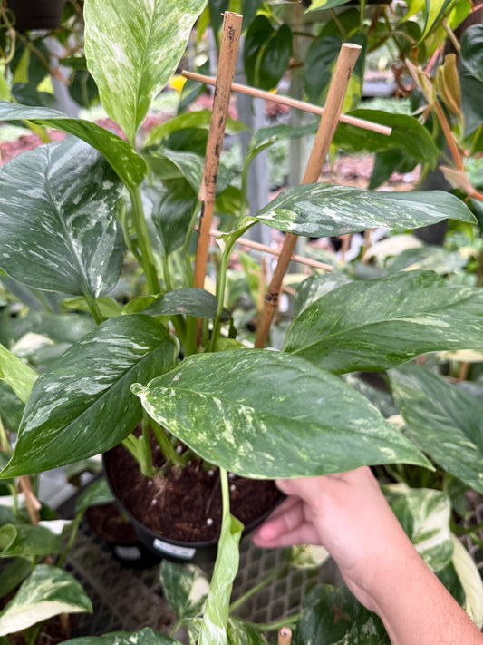 Monstera lechleriana Variegata