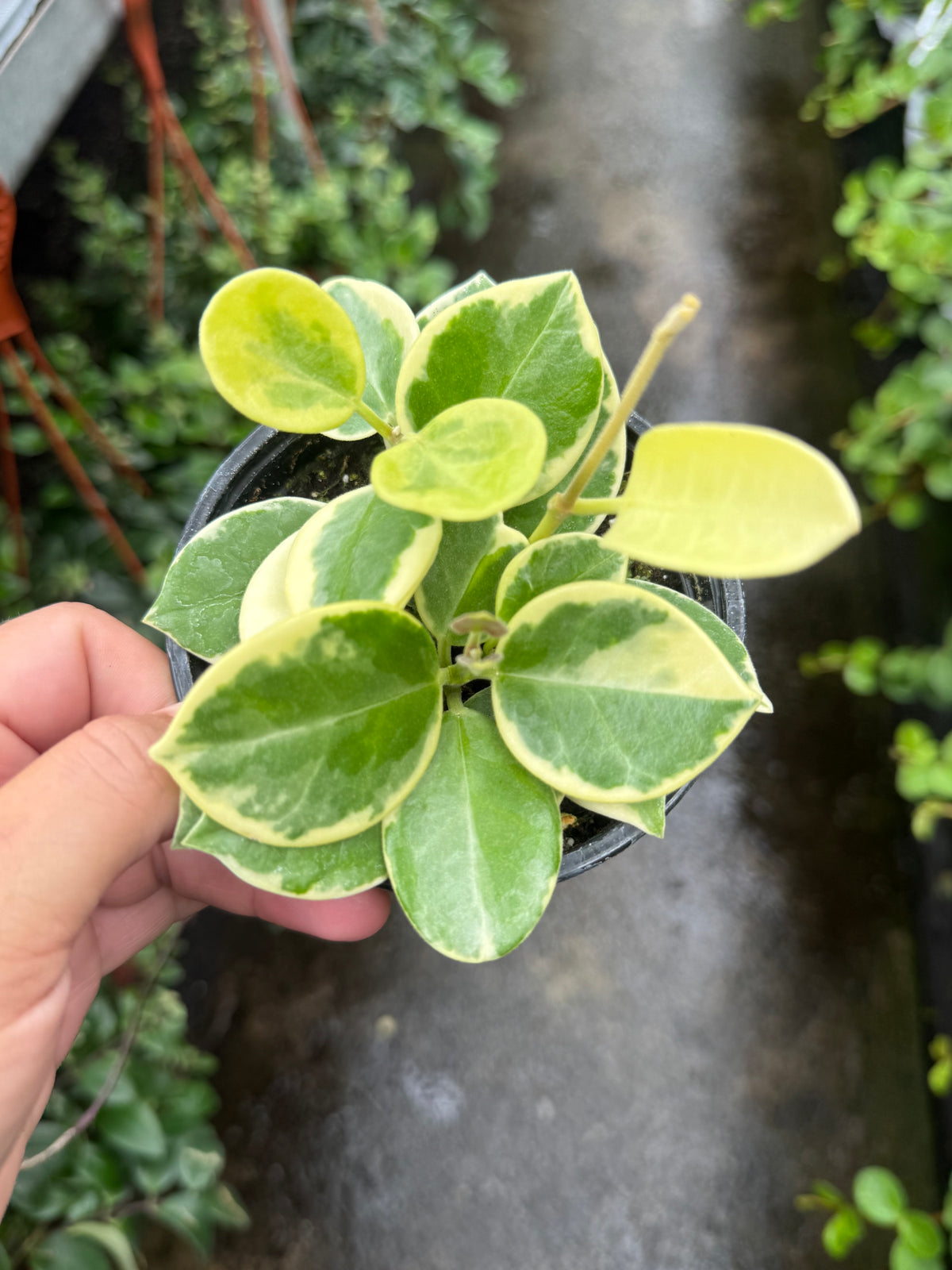 Hoya Australis Variegata