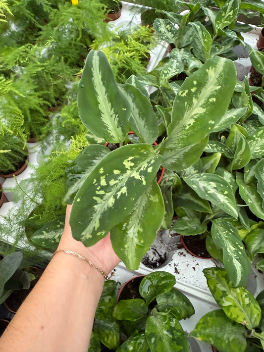 Aglaonema ‘Bi Color’