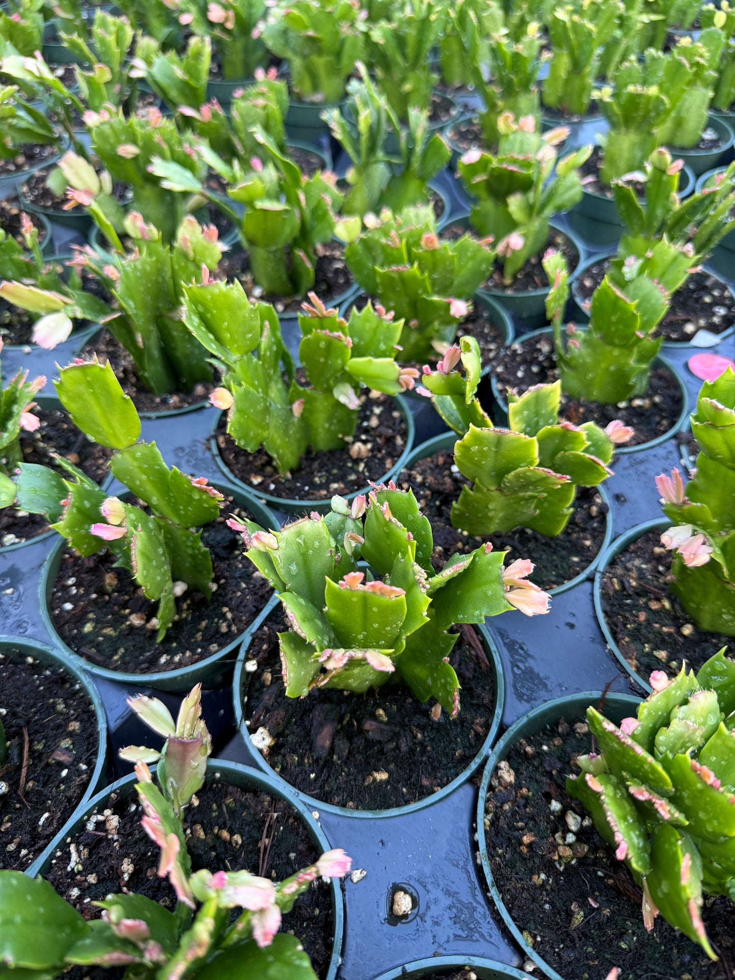 Schlumbergera truncata "False Christmas cactus"