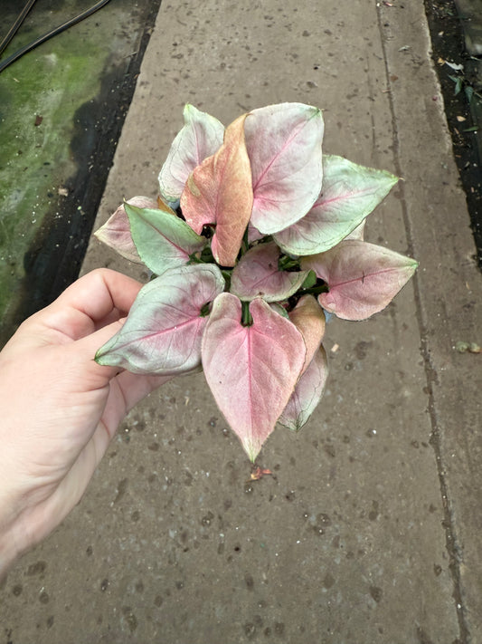 Syngonium 'Pink Perfection'