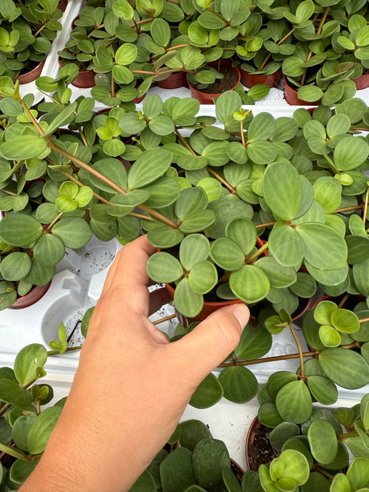 Peperomia ‘Hope’