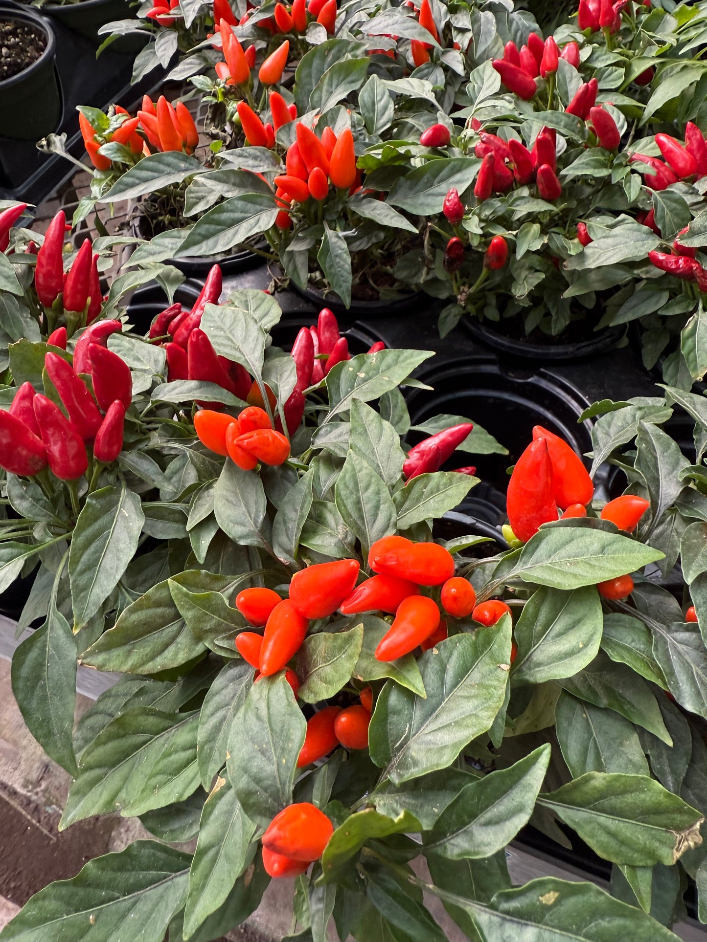 Ornamental Peppers