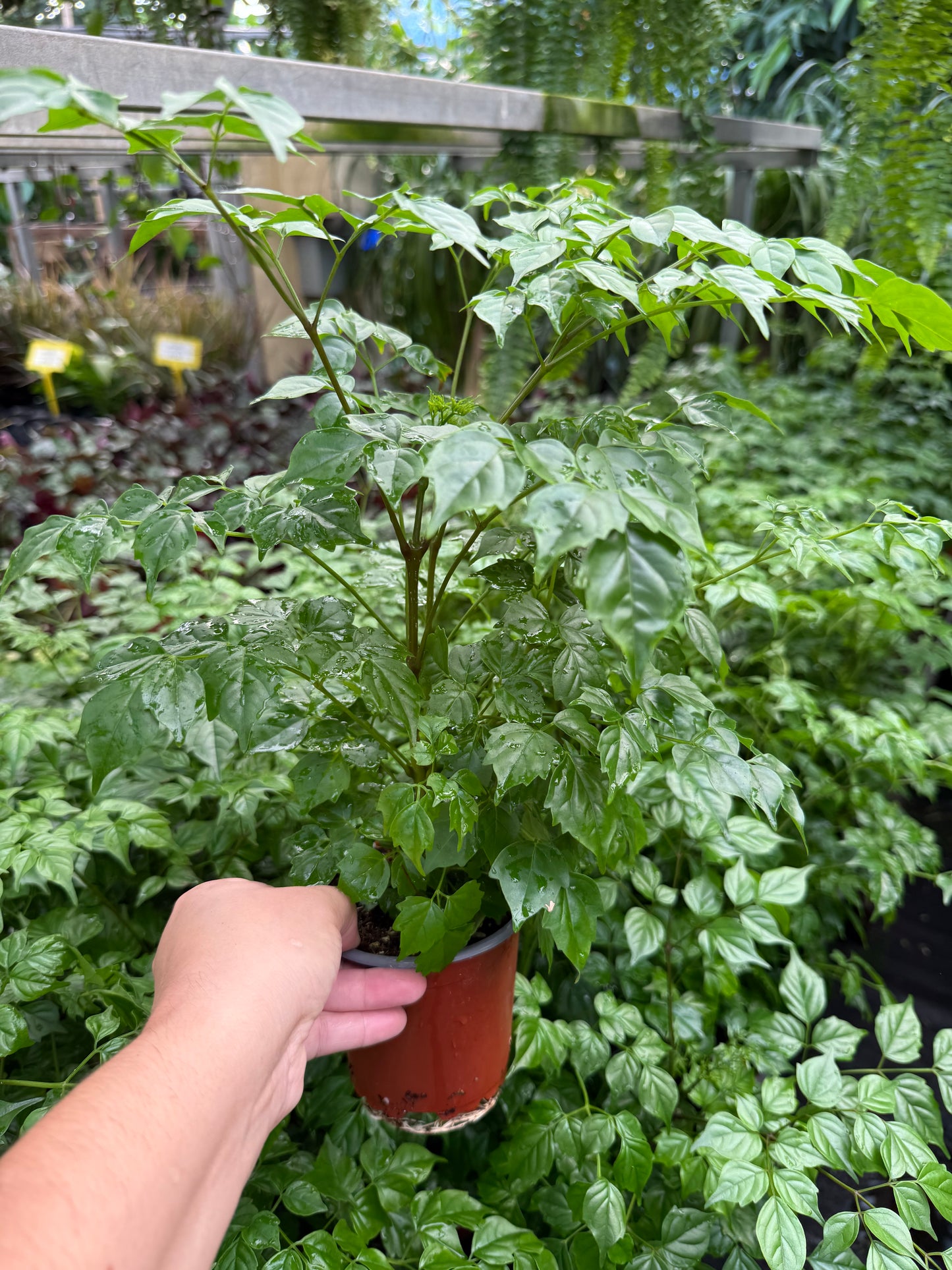 Radermachera sinica ‘China Doll’