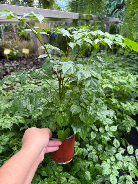 Radermachera sinica ‘China Doll’