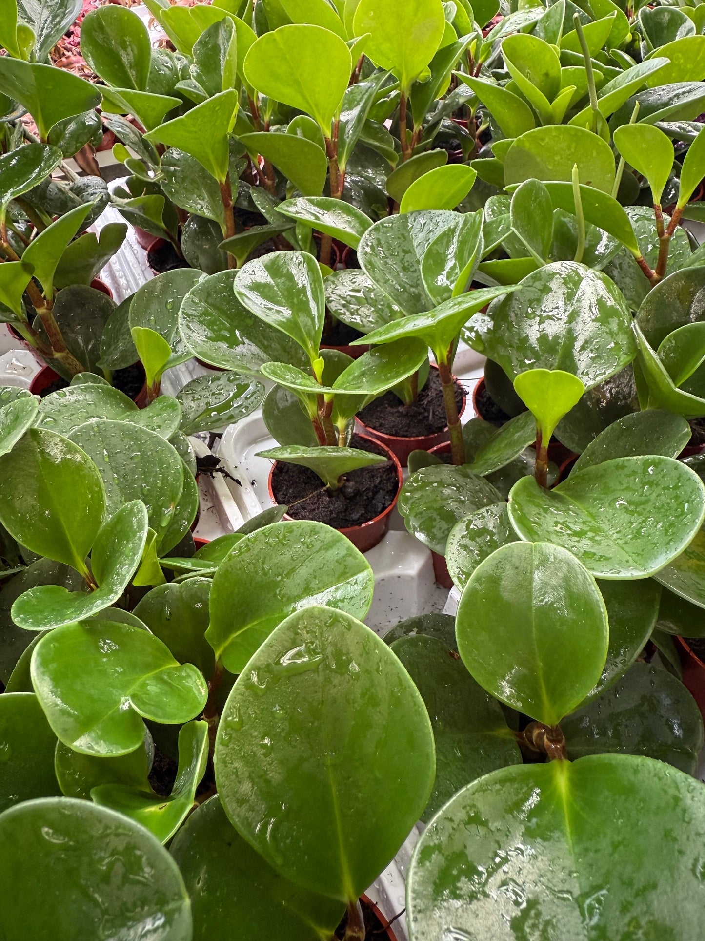 Peperomia ‘Lime’