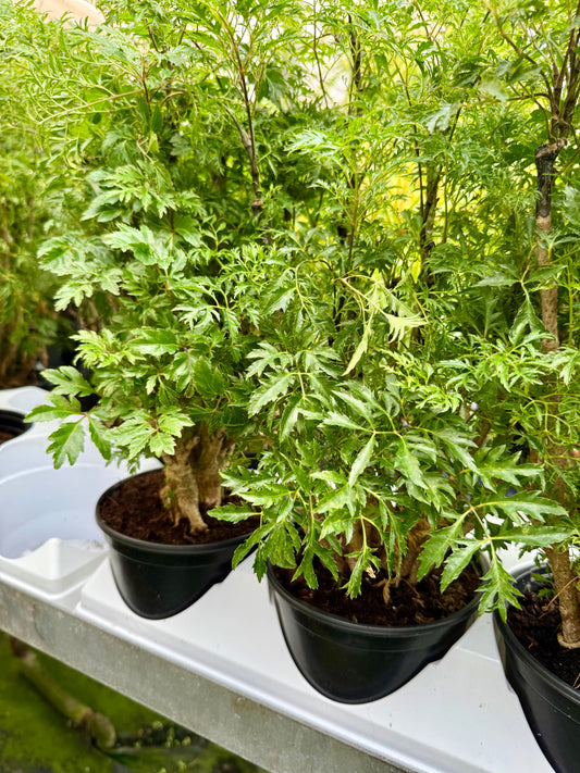 Aralia Ming Cane