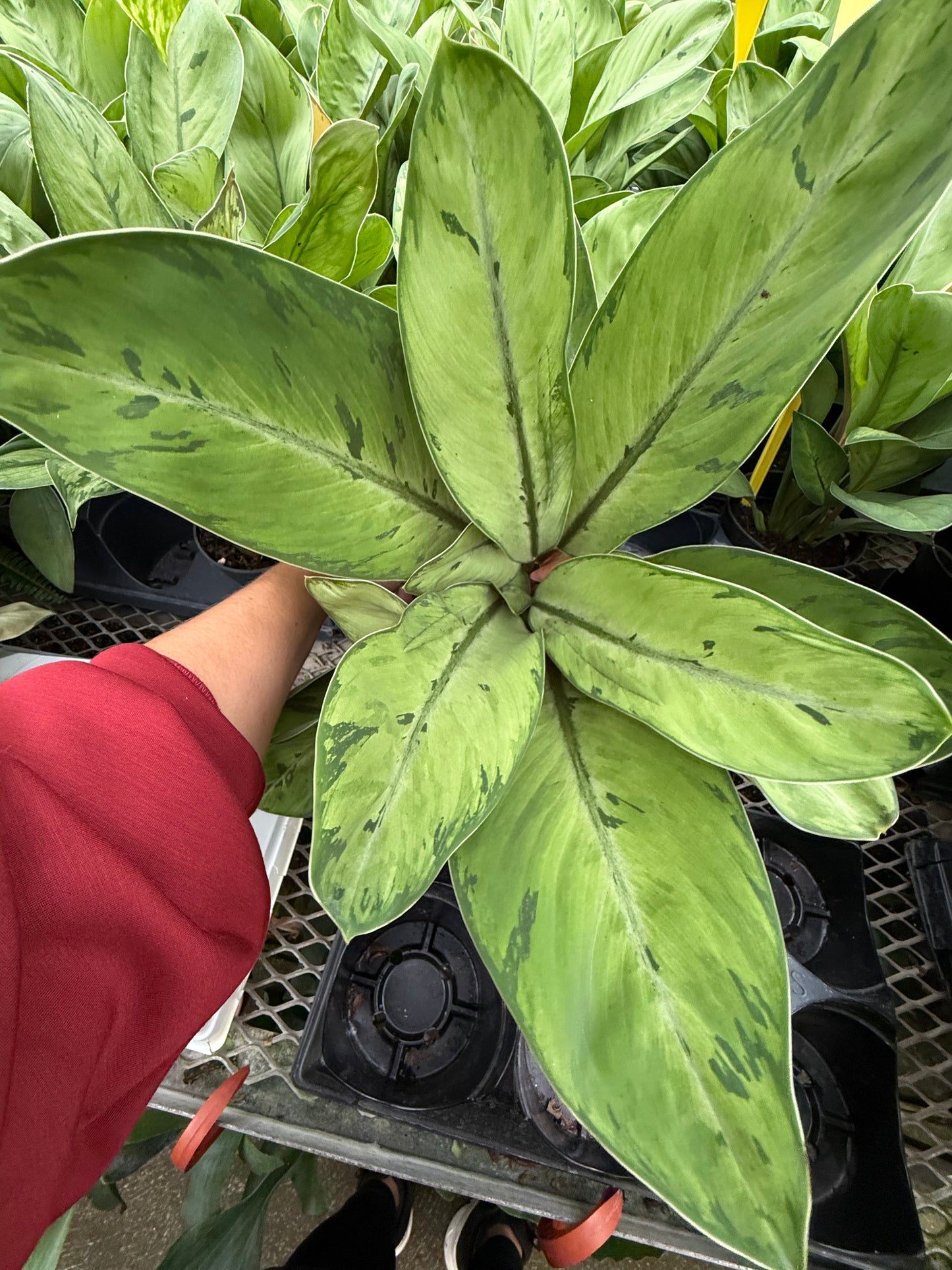 Homalomena ‘Selby’