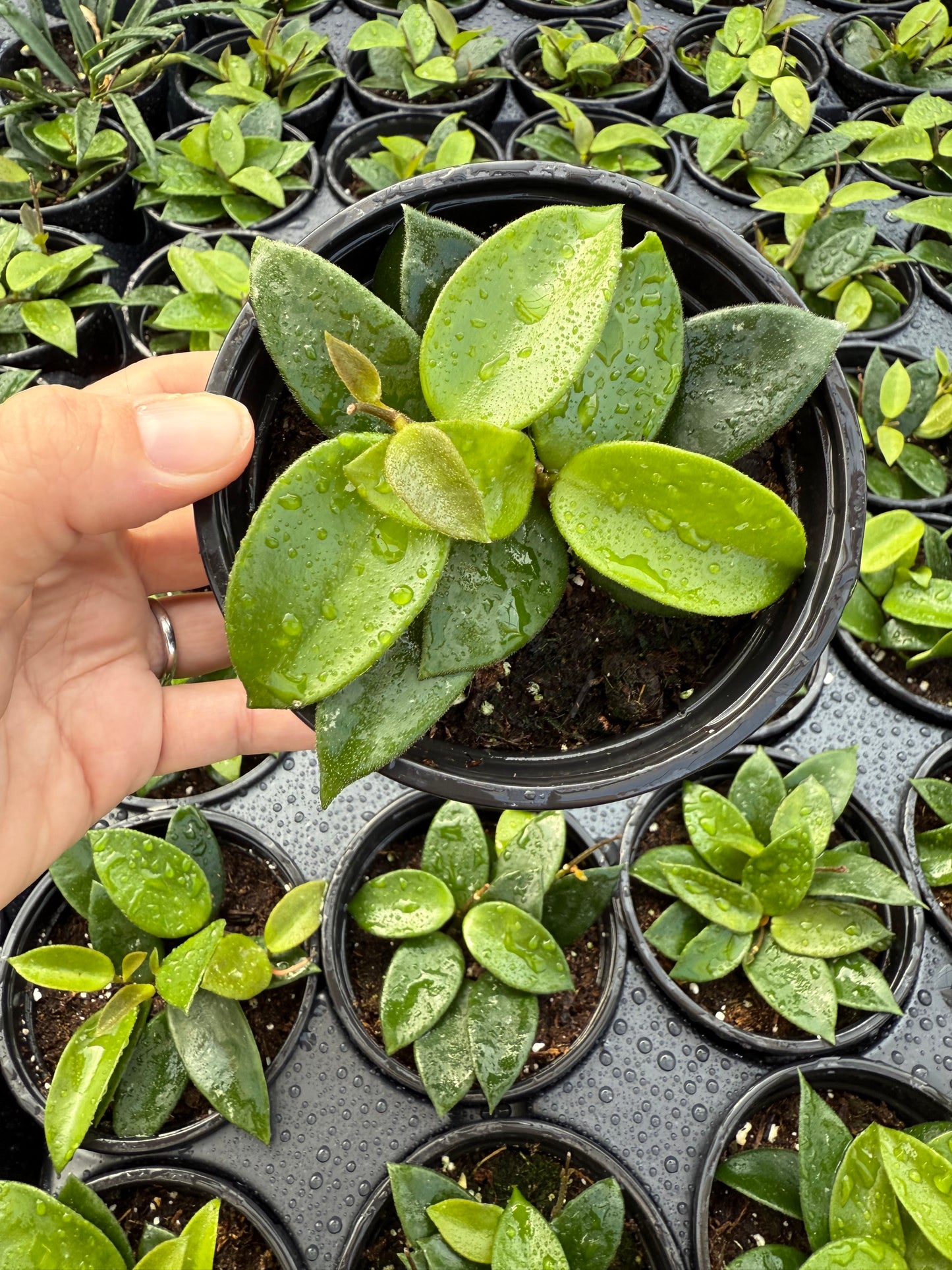 Hoya cv. ‘Chouke’