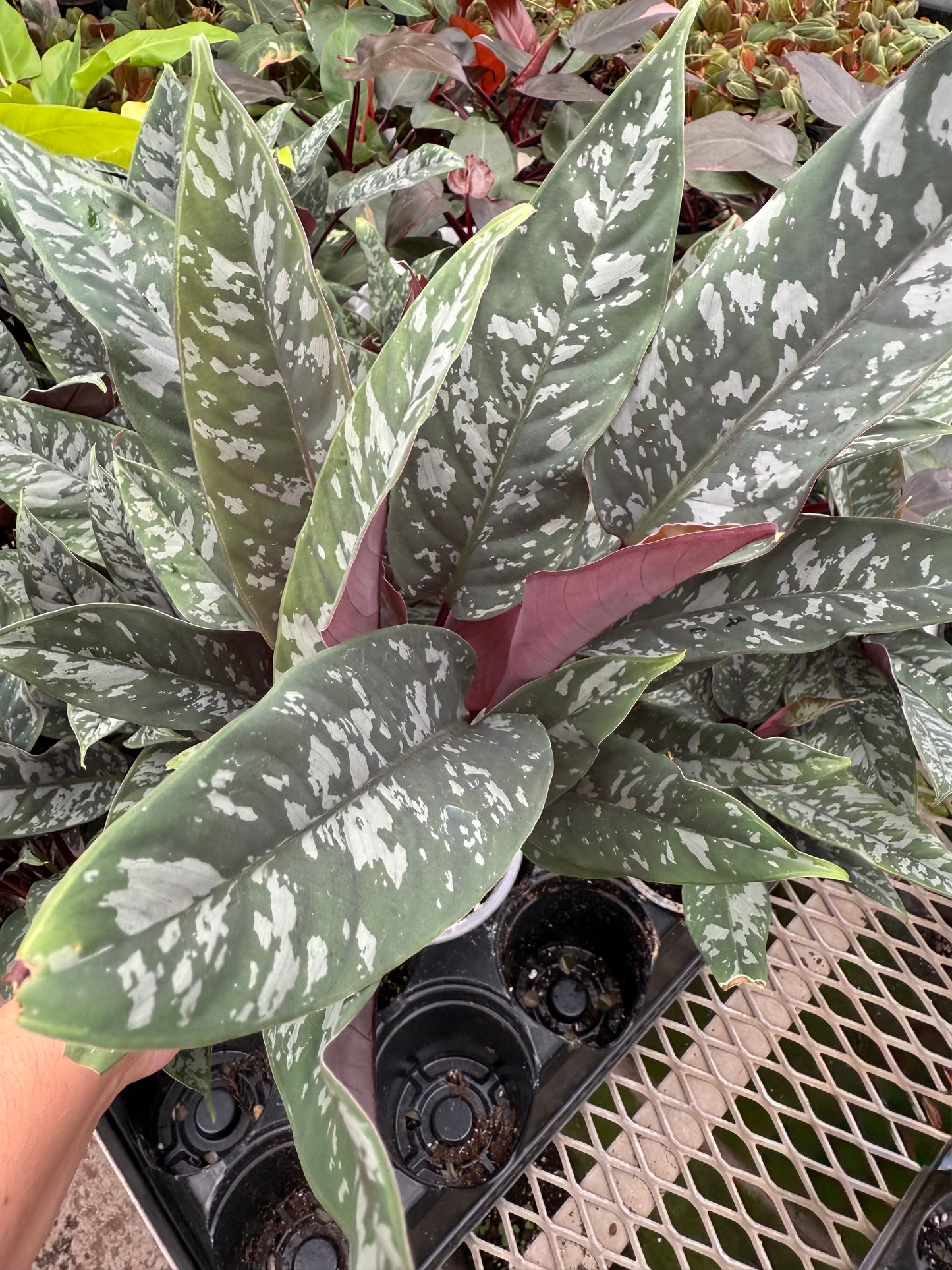 Apoballis ‘Lavallei’ Purple Sword