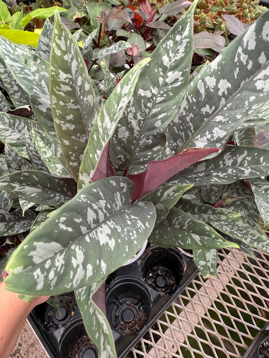 Apoballis ‘Lavallei’ Purple Sword