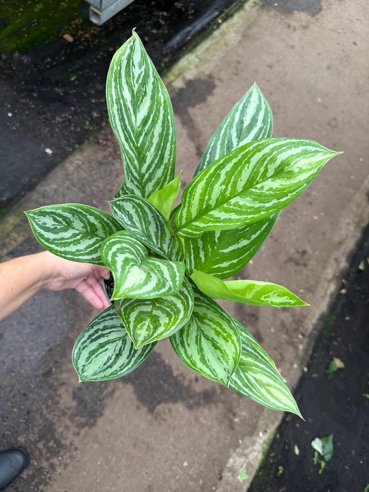 Aglaonema ‘Stripes’