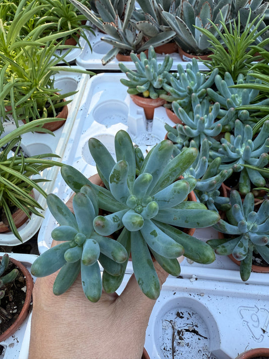 Sedum pachyphyllum “Blue Jelly Bean”