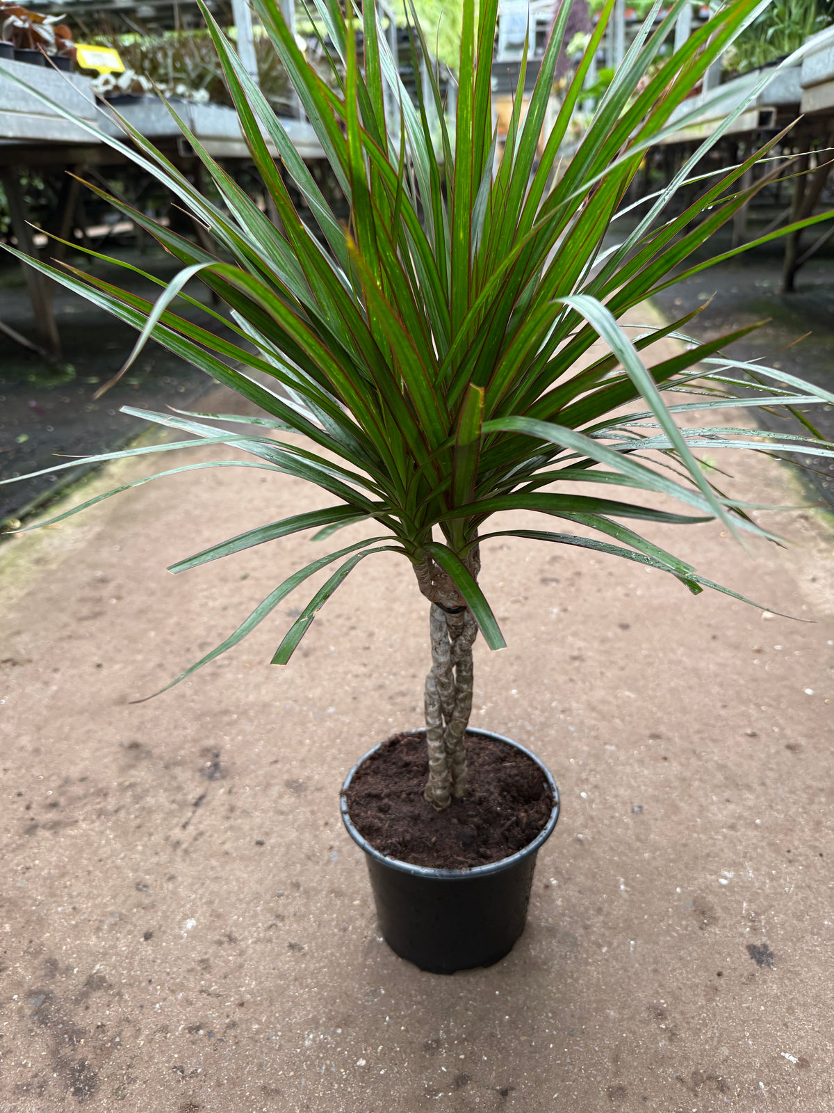 Dracaena marginata ‘Bicolor’ — Braided Dragon Tree