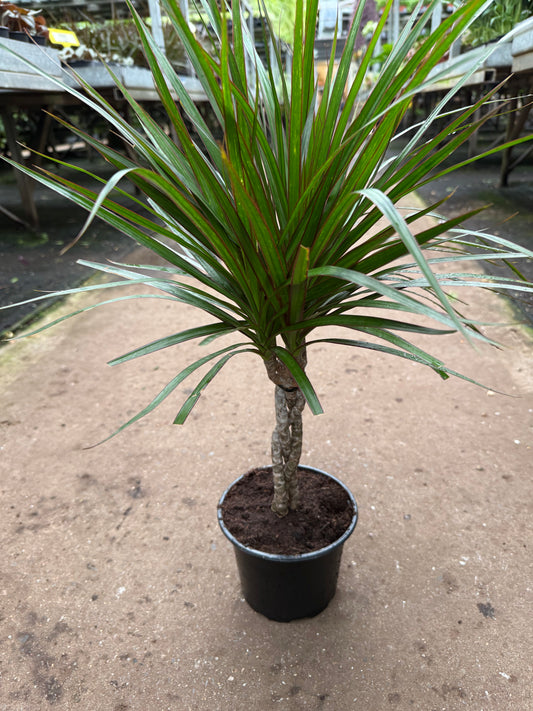 Dracaena marginata ‘Bicolor’ — Braided Dragon Tree