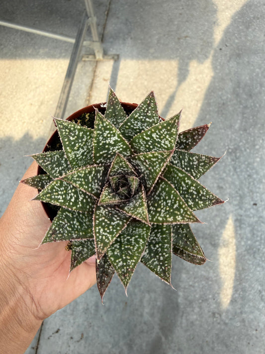 Gasteria Sherwood