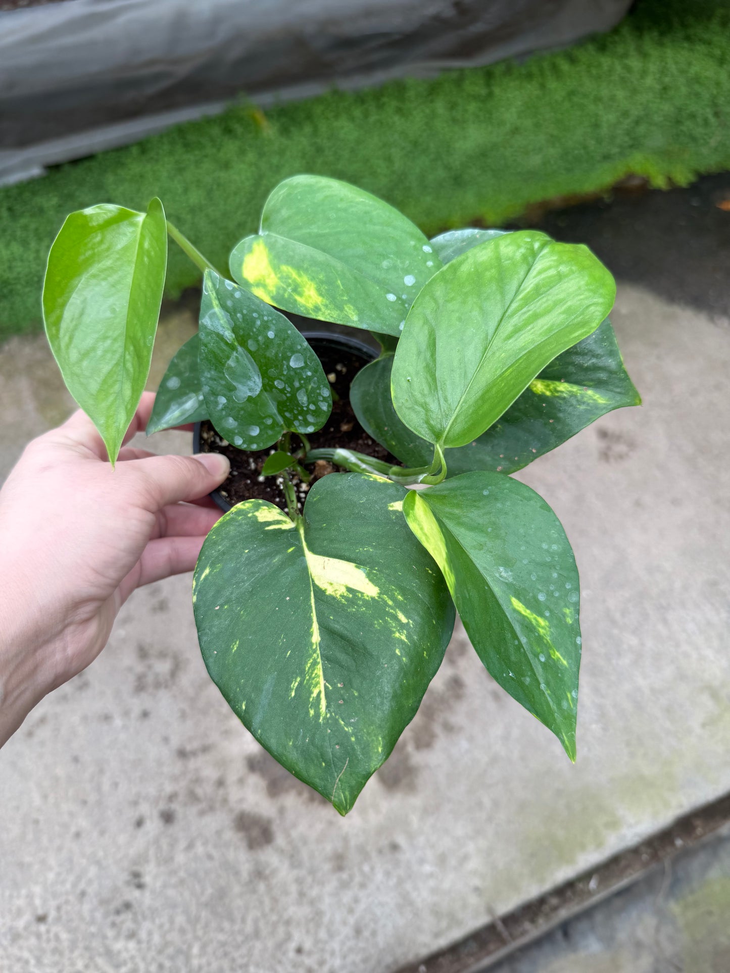 Pothos ‘Golden Select’