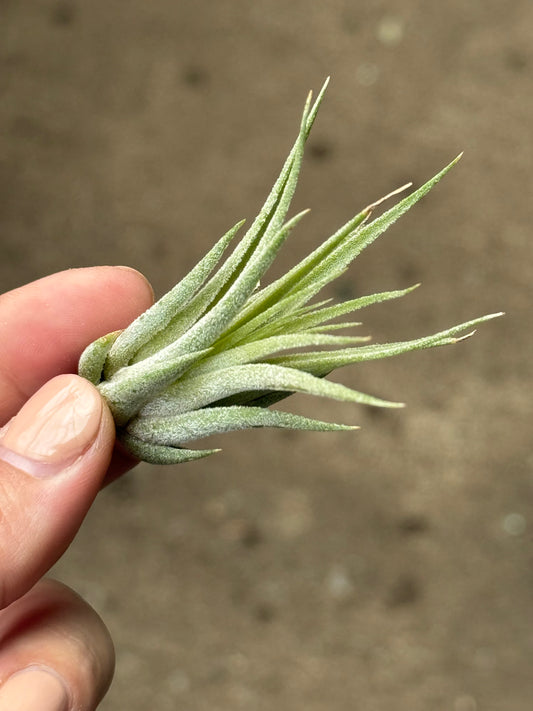 Tillandsia Ionantha ‘Scaposa’