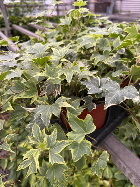 Hedera helix 'Marengo Ivy'