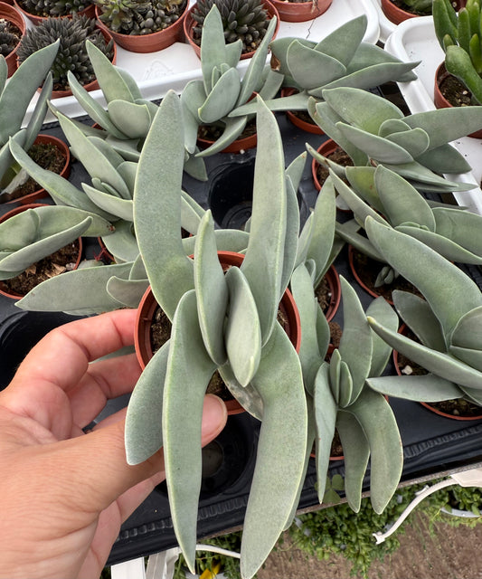 Aloe falcata