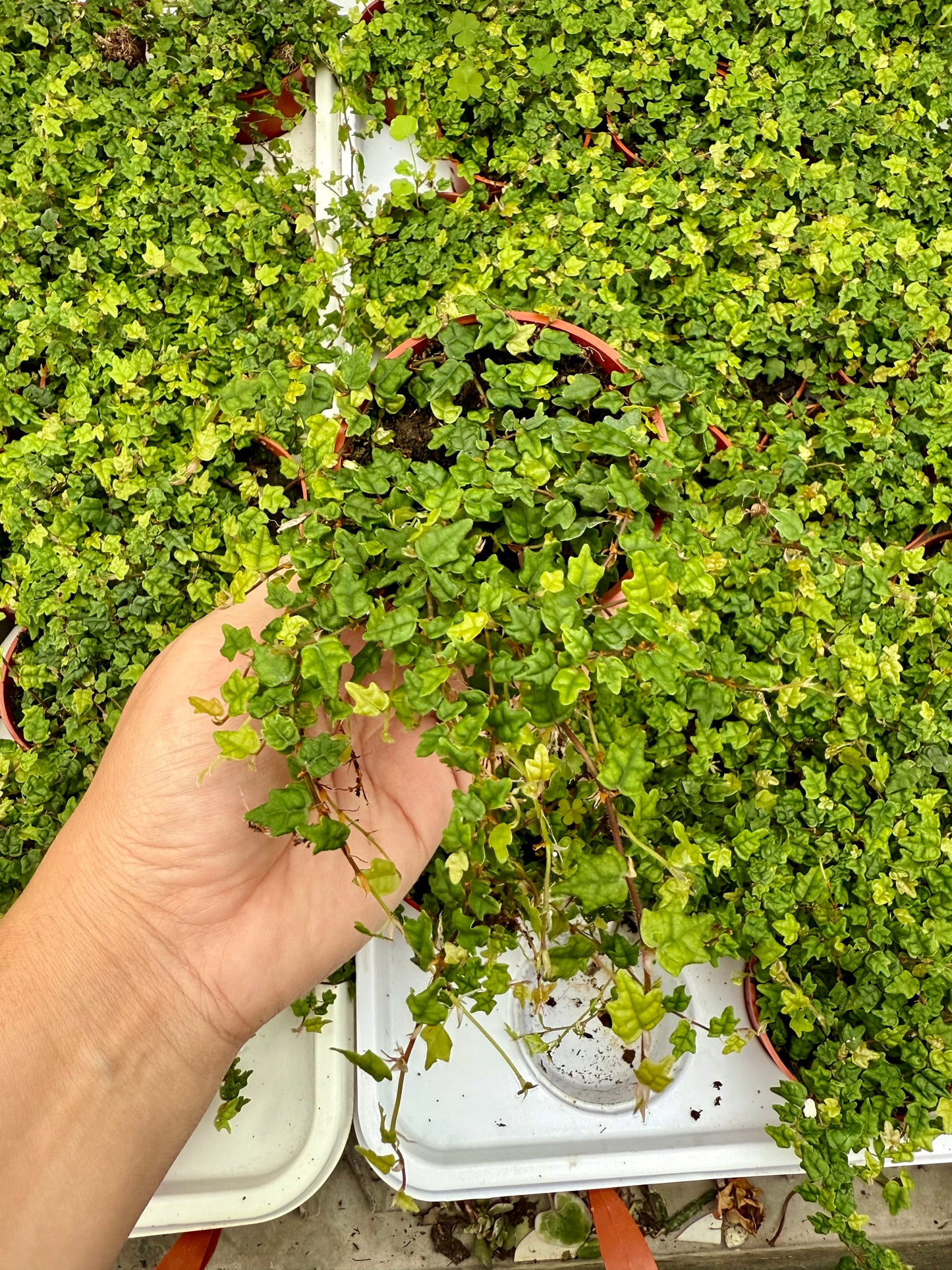 Ficus pumila Quercifolia - ‘String of Frogs’