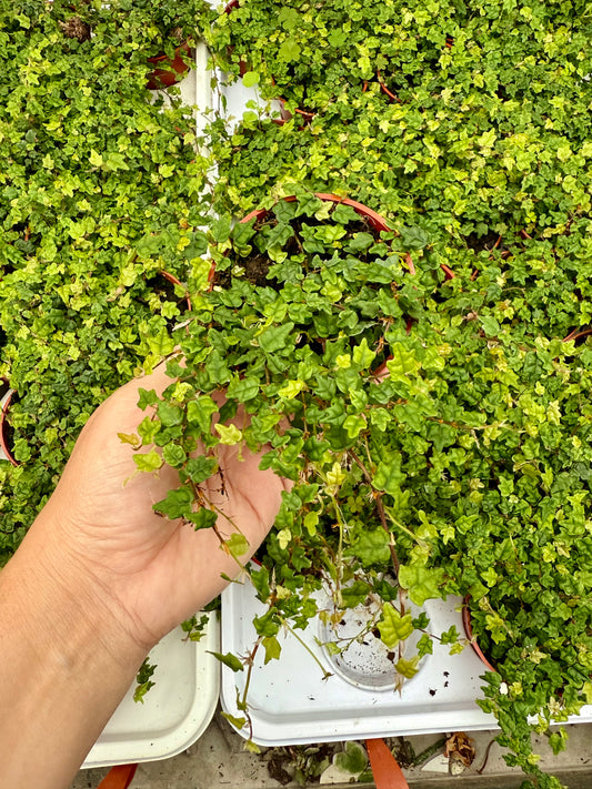 Ficus pumila Quercifolia - ‘String of Frogs’