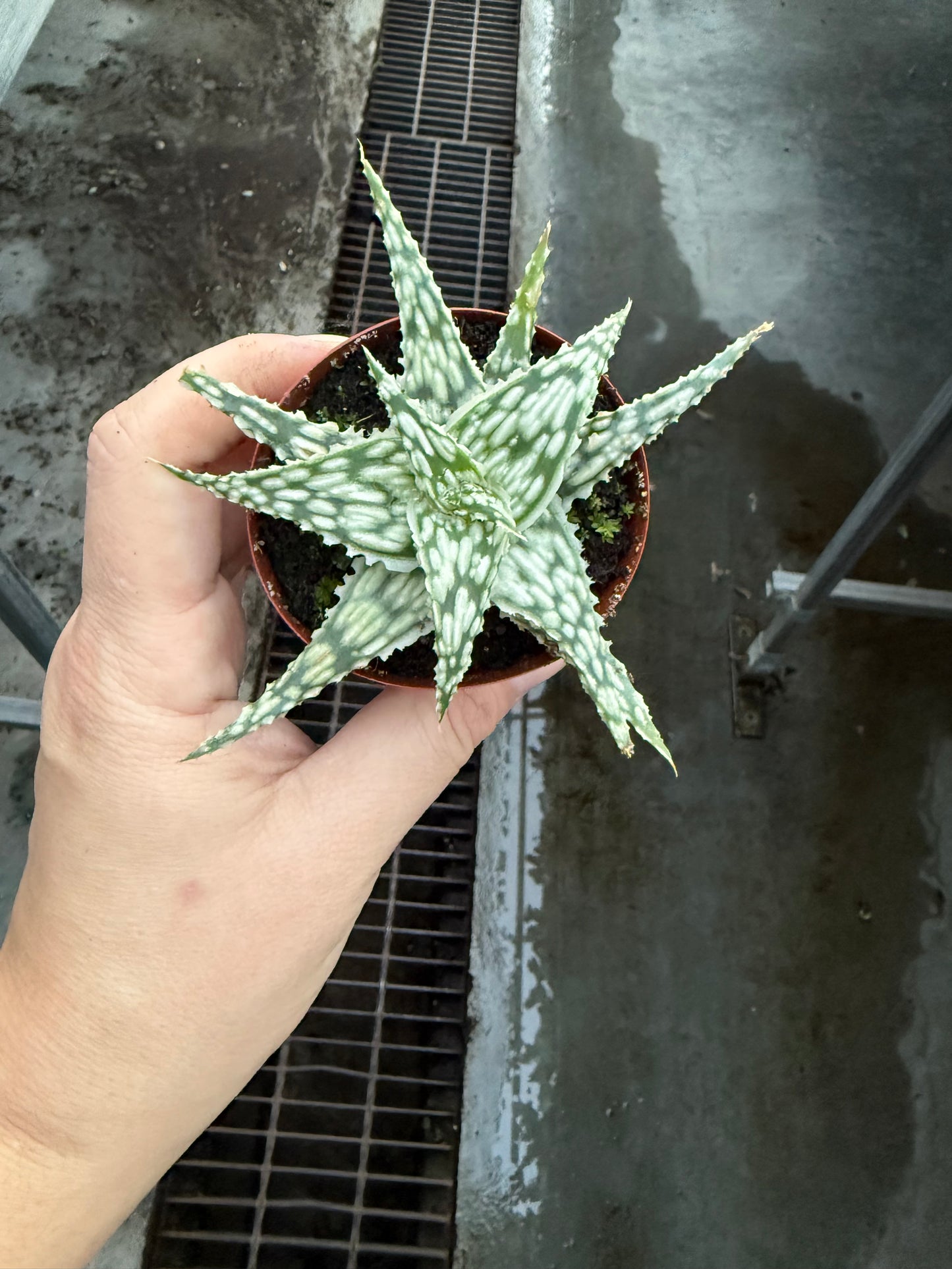 Aloe Snowflake