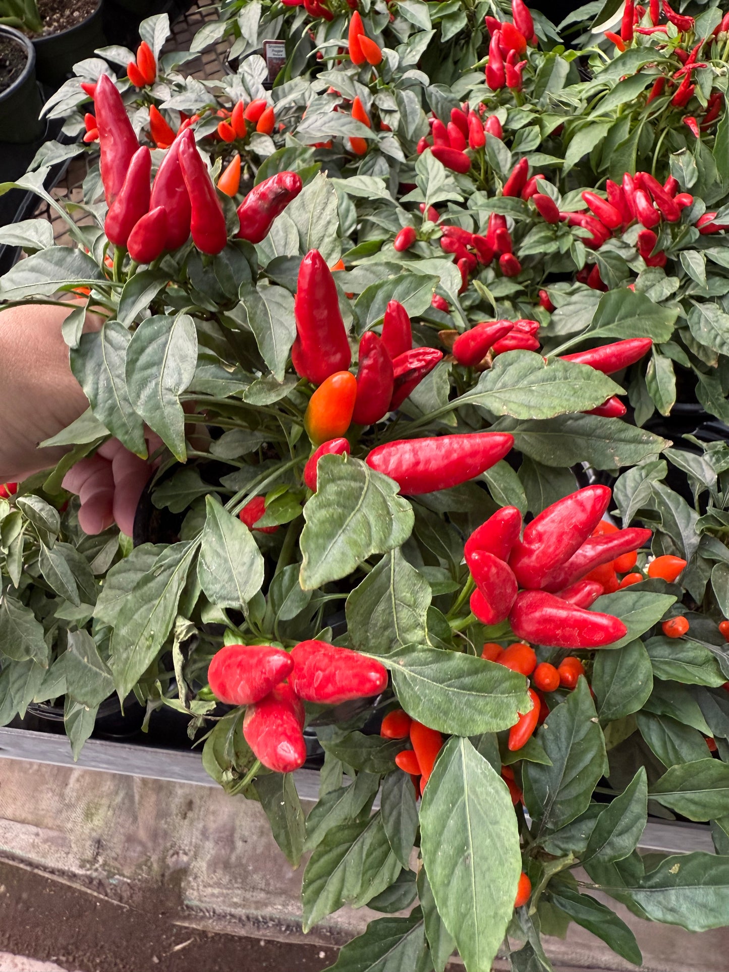 Ornamental Peppers