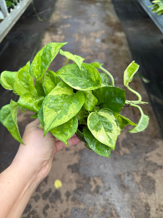 Pothos ‘Lemon Meringue’