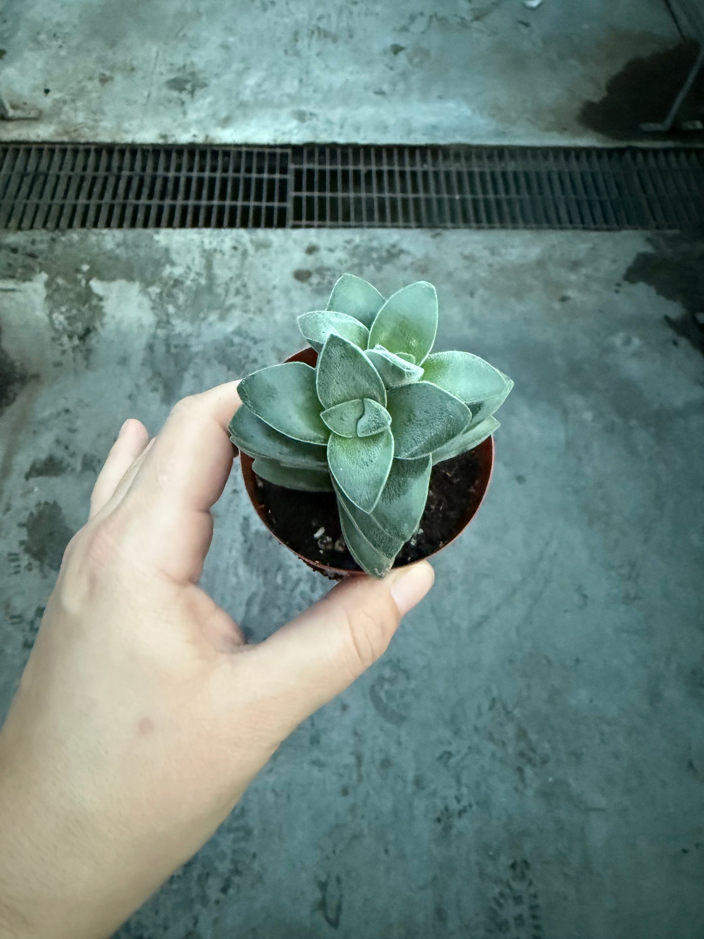 Crassula ‘Springtime’