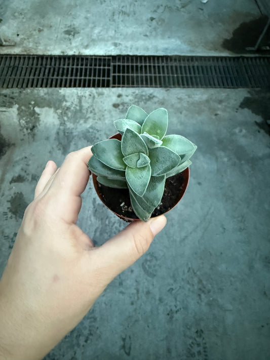 Crassula ‘Springtime’