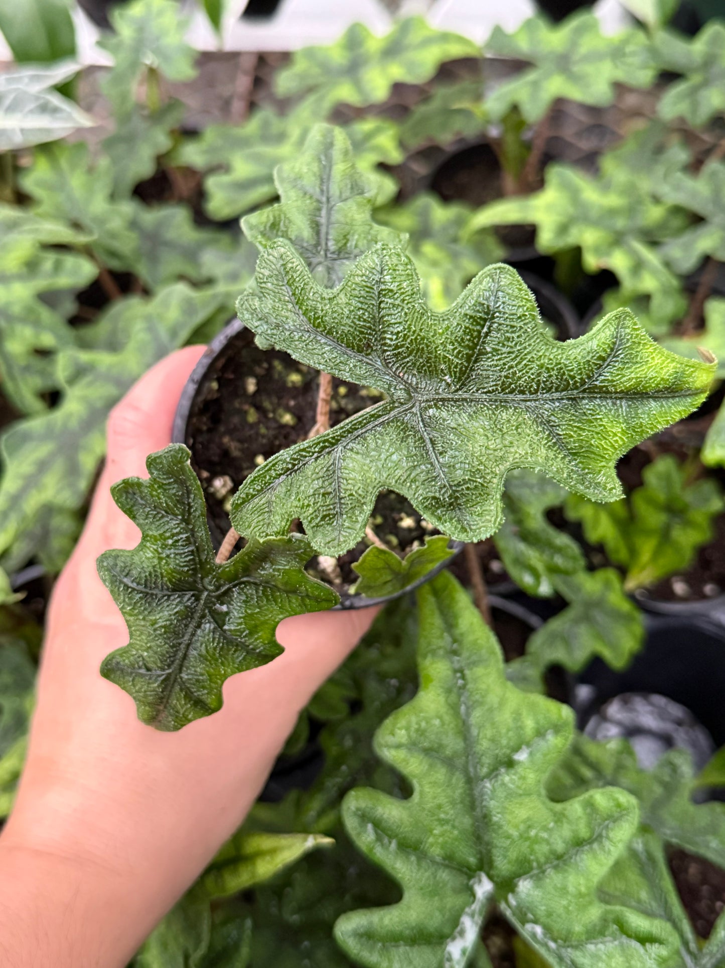 Alocasia ‘Jacklyn’