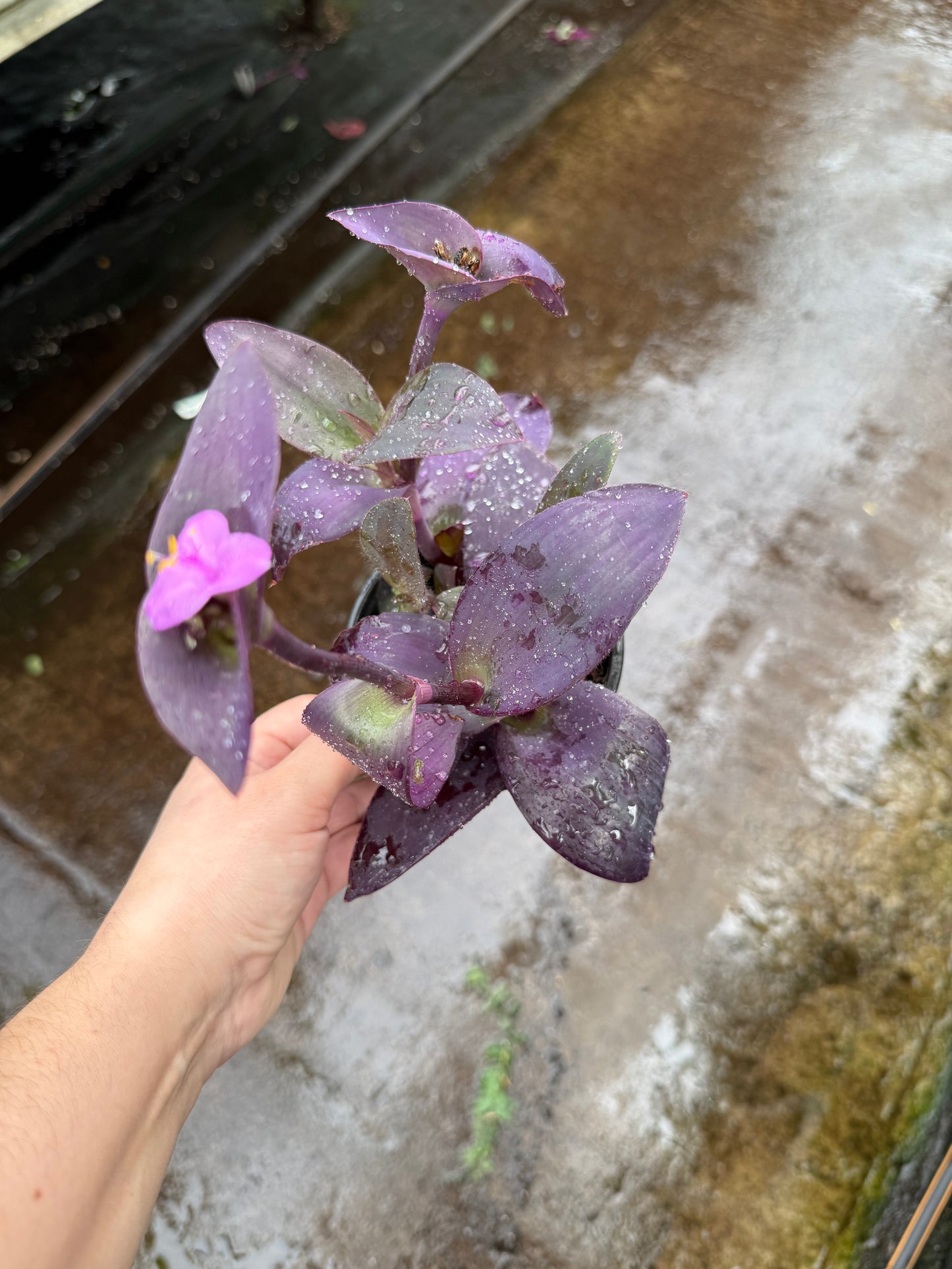 Setcreasea pallida- ‘purple heart’