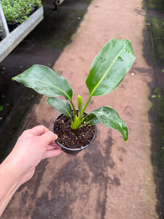 Strelitzia reginae — Oiseau du Paradis (Orange)