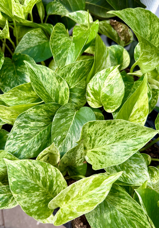 Pothos Marble Queen