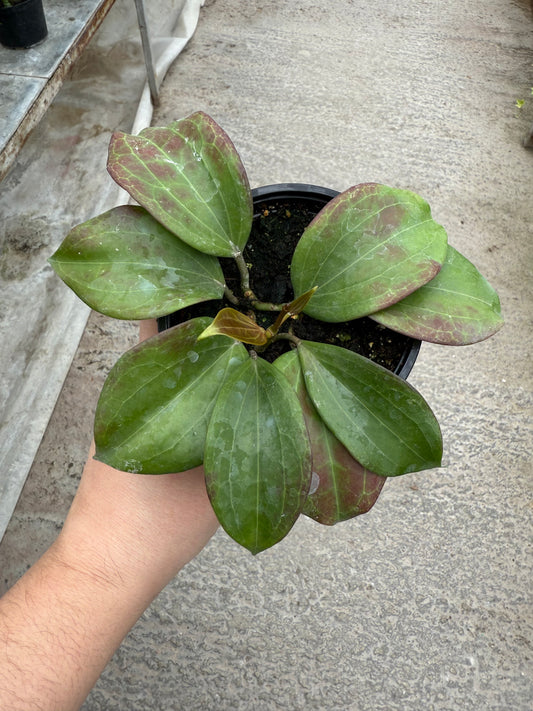 Hoya ‘Quinquenervia’