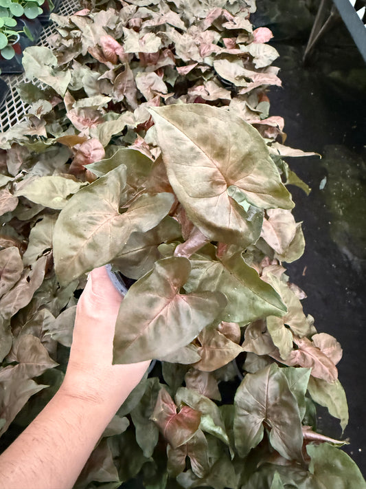 Nephthytis 'Merry Maria'