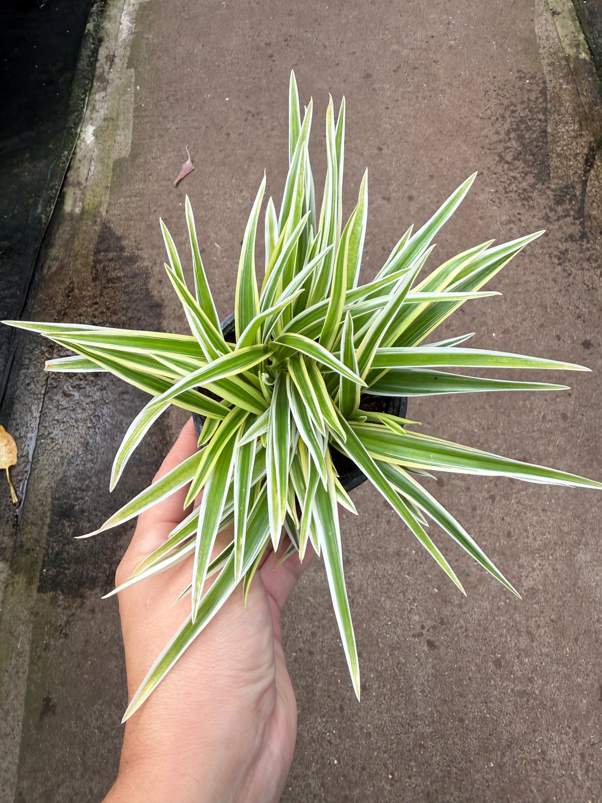 Chlorophytum laxum ‘Zebrina’