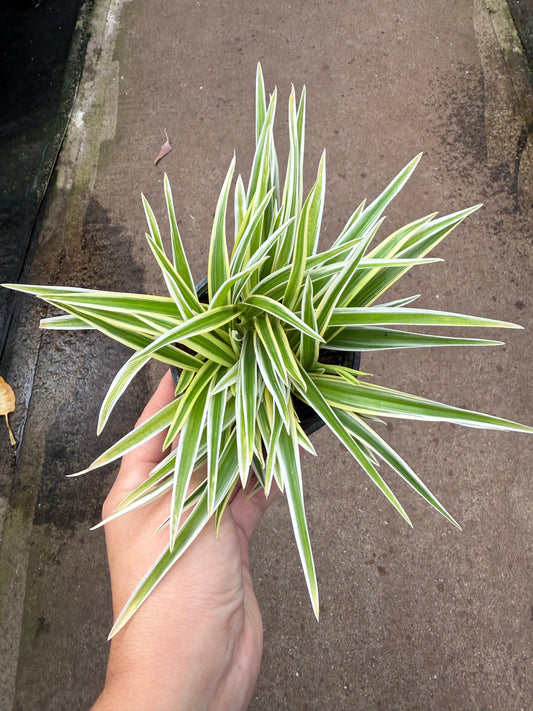 Chlorophytum laxum ‘Zebrina’