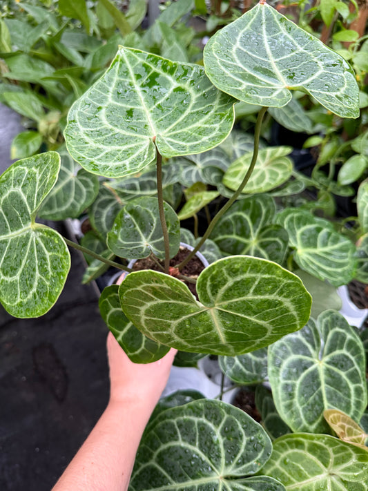 Anthurium Clarinervium