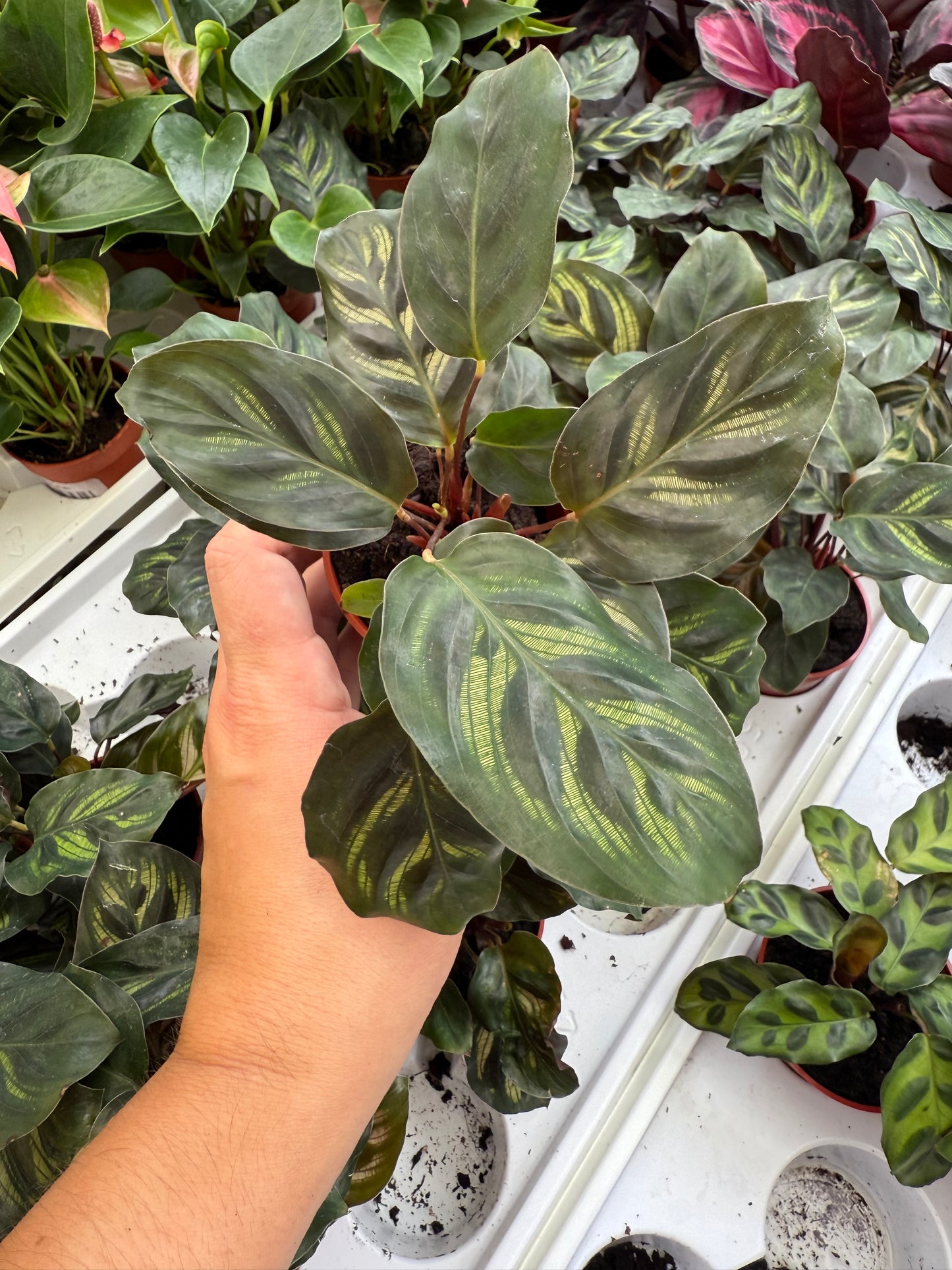 Calathea ‘Peacock’