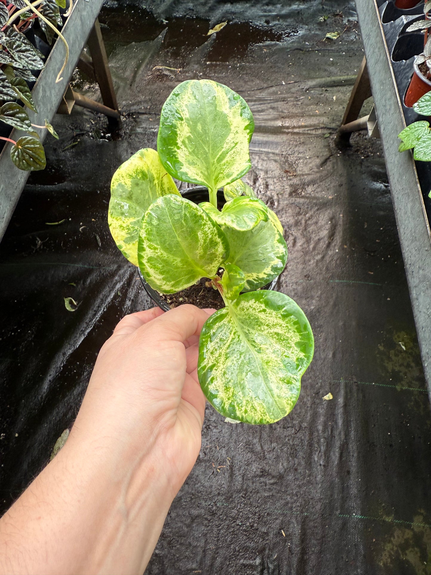 Peperomia ‘Golden Gate’