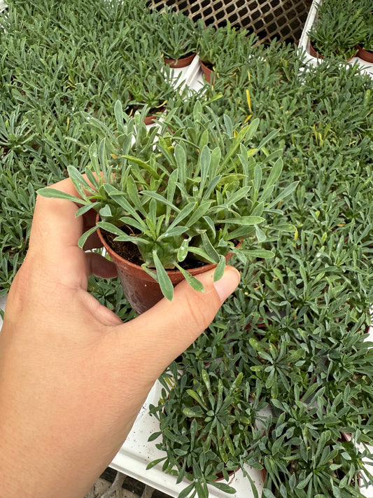 Euphorbia Bupleurisona ‘Susannea’