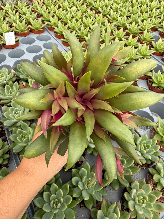 Crassula Orbicularis