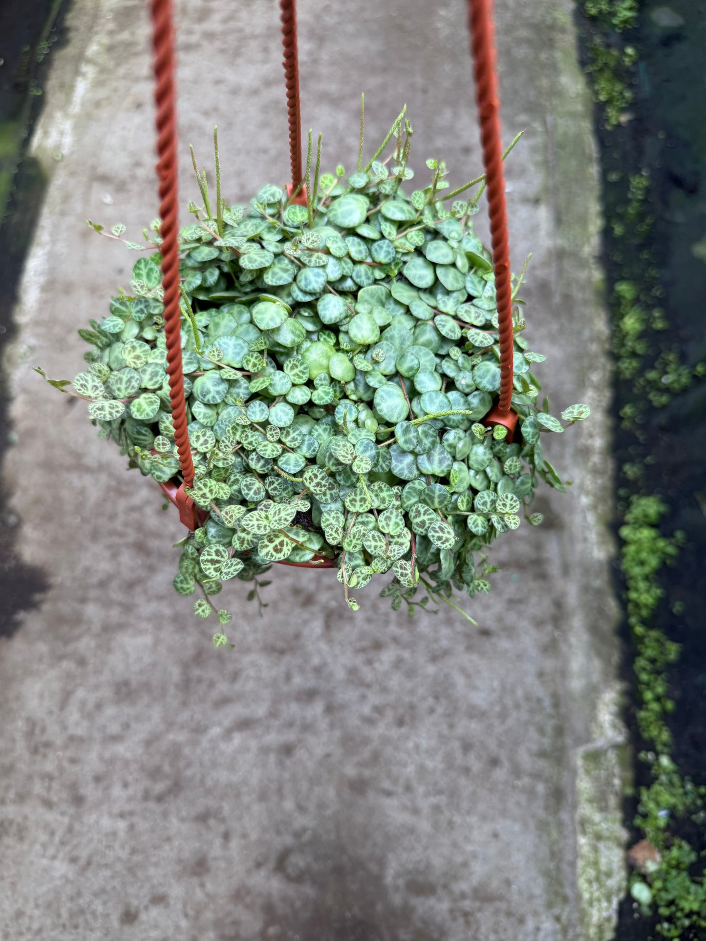 Peperomia Prostrata ‘String of Turtles’