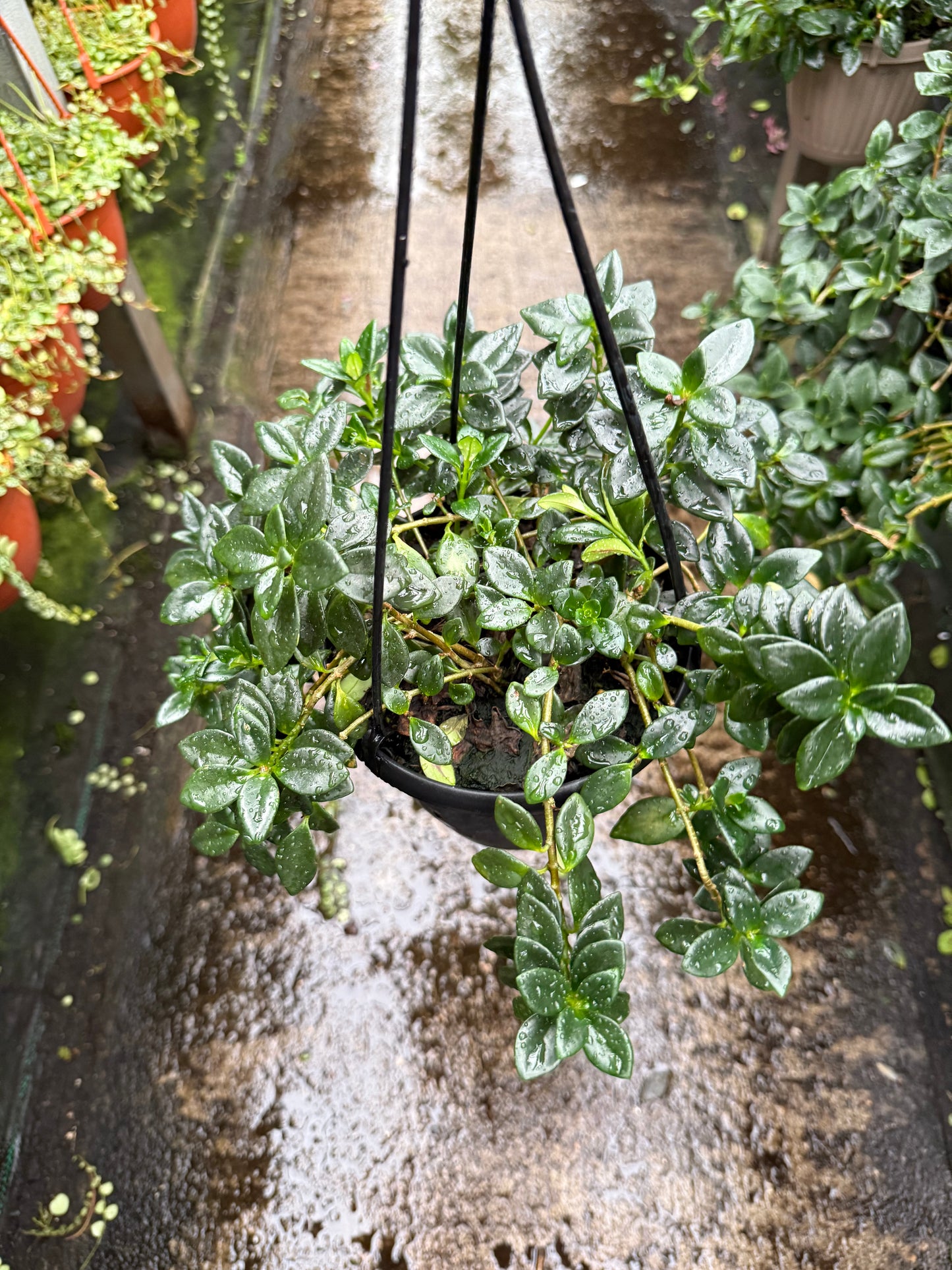 Hypocyrta glabra – Goldfish Plant