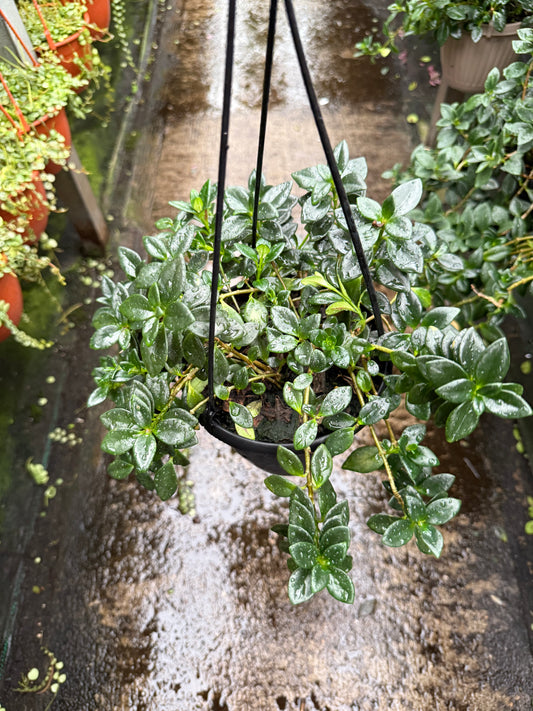 Hypocyrta glabra – Goldfish Plant