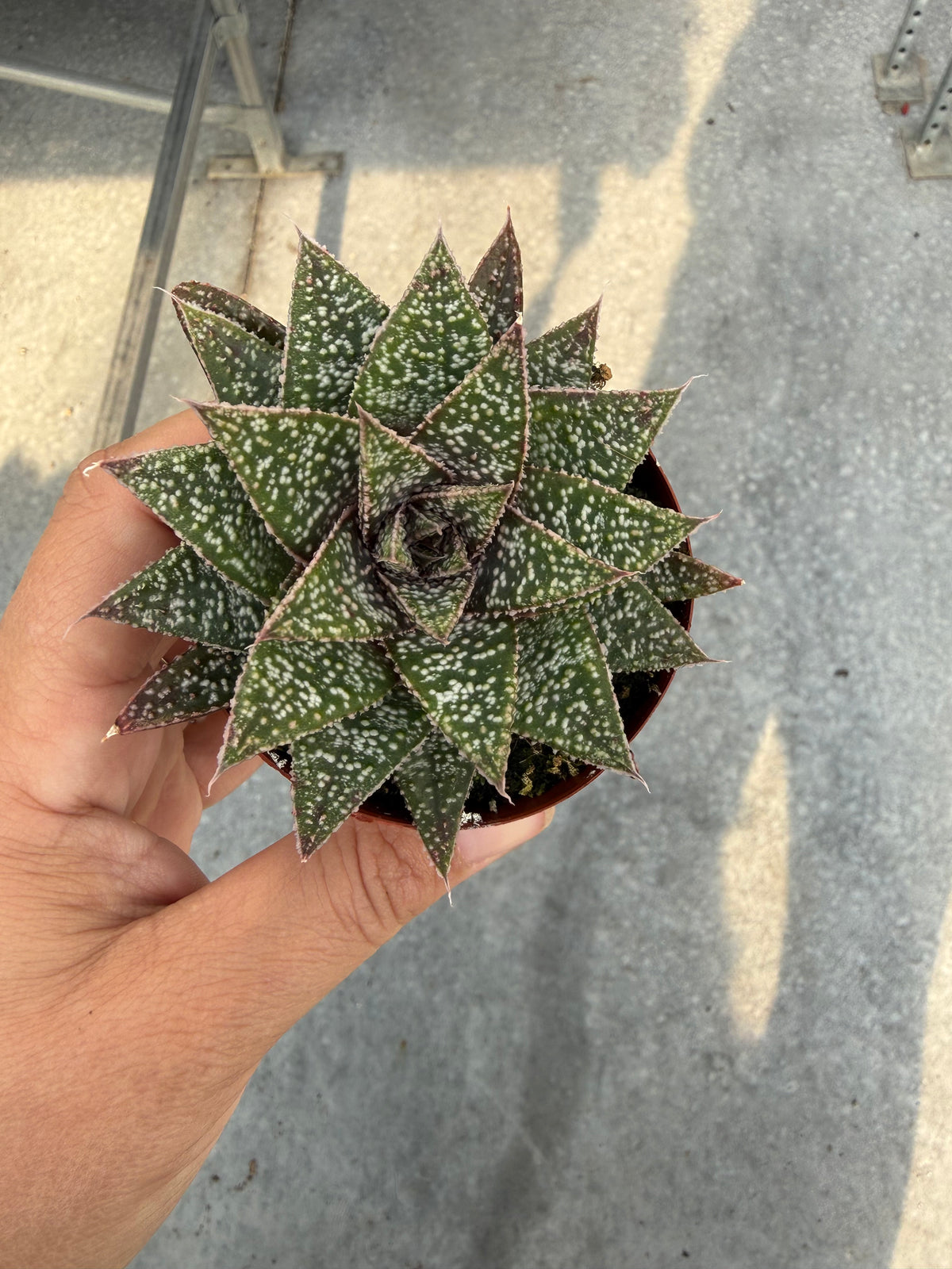 Gasteria Sherwood