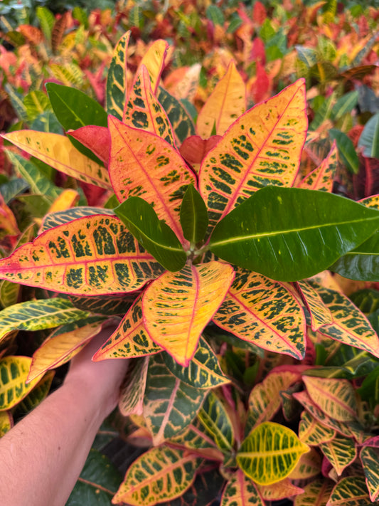 Croton (Codiaeum variegatum)